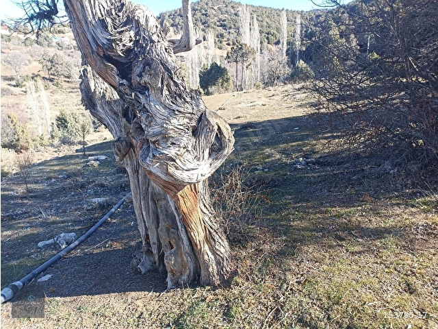 MUĞLA SEYDİKEMER BOĞALAR MAH. MÜKEMMEL ARAZİ SATIŞTA 1952 M2 - Görsel 27