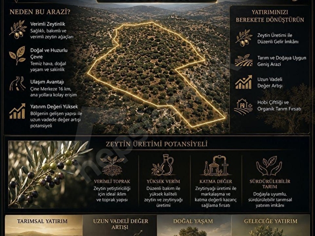 AYDIN ÇİNE HACIPAŞALAR 50.197 m² DOĞAL VADİ İÇERİSİNDE ZEYTİNLİK - Görsel 14