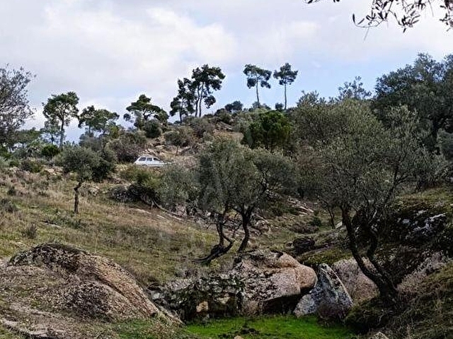 AYDIN ÇİNE HACIPAŞALAR 50.197 m² DOĞAL VADİ İÇERİSİNDE ZEYTİNLİK - Görsel 20