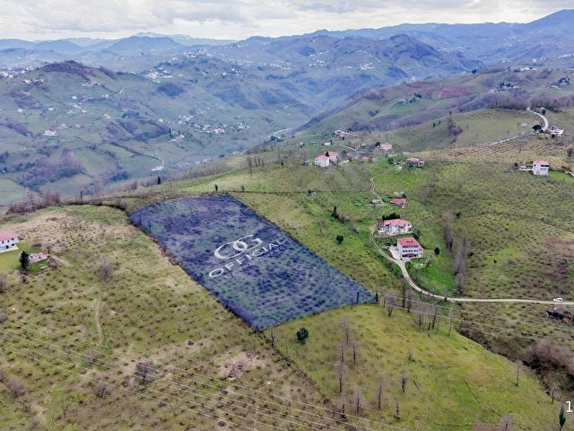 GÜLYALI AYRILIK MAHALLESİ SATILIK BAHÇE ARAZİSİ - Görsel 3