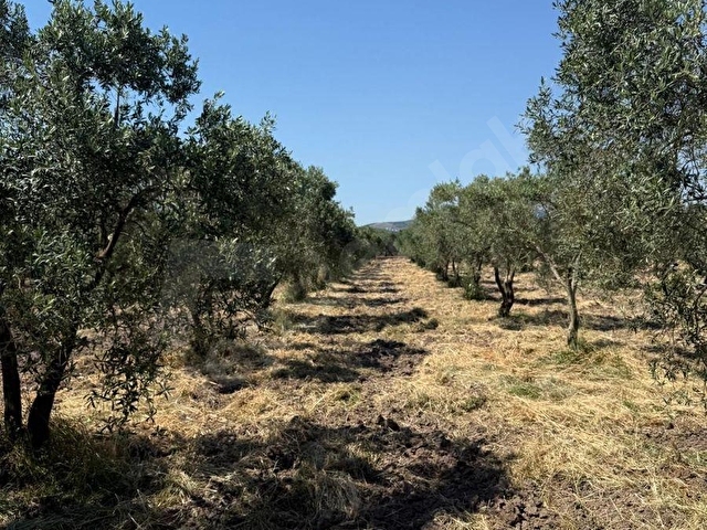 Akhisar Medar Kadıdağ Yolu Üzerinde 3.300 m² Satılık Zeytinlik | 100 Trilye Zeytin Ağacı | Çift Yol - Görsel 14