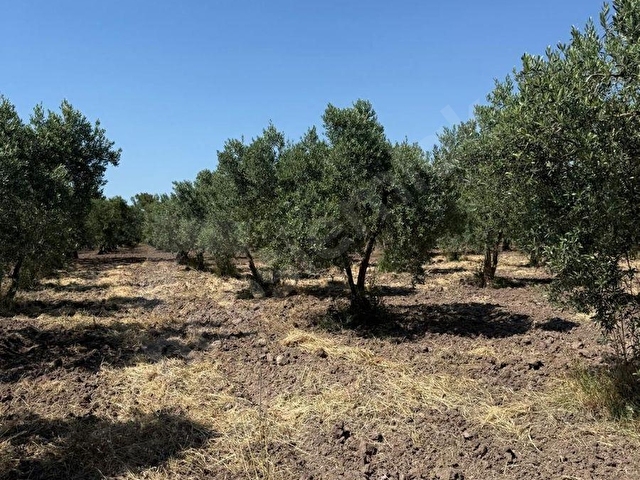 Akhisar Medar Kadıdağ Yolu Üzerinde 3.300 m² Satılık Zeytinlik | 100 Trilye Zeytin Ağacı | Çift Yol - Görsel 11