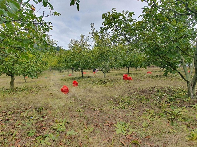 KARAMÜRSEL, İNEBEYLİ, 17.635 m2 CEVİZ BAĞI + 250 m2 ÇİFTLİK EVİ - Görsel 21