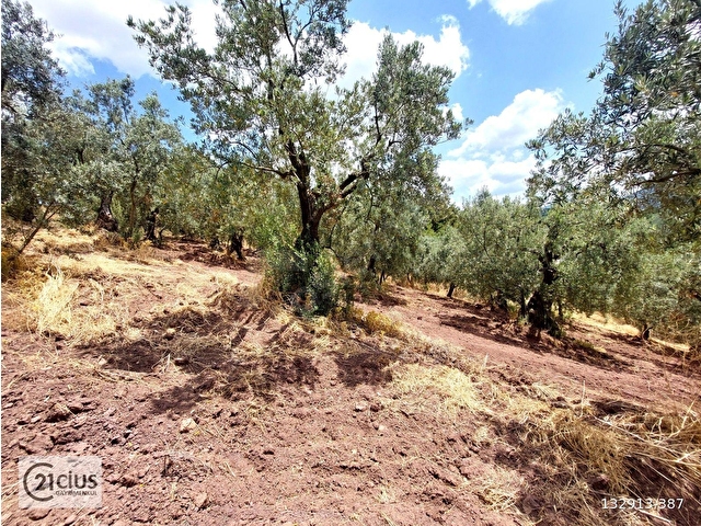 C21 Cius; Katırlı 999m² Yola Cephe Satılık Zeytinlik - Görsel 10