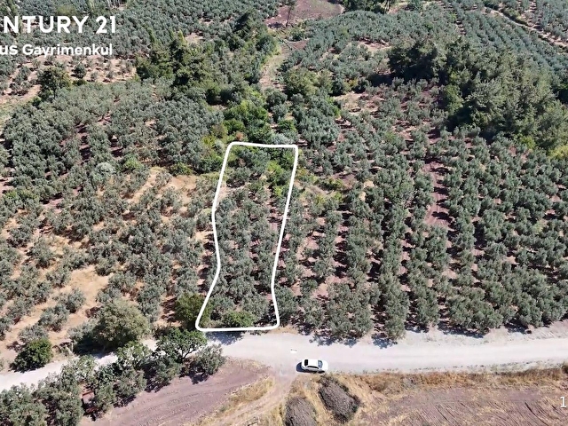 C21 Cius; Katırlı 999m² Yola Cephe Satılık Zeytinlik - Görsel 4