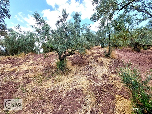 C21 Cius; Katırlı 999m² Yola Cephe Satılık Zeytinlik - Görsel 17