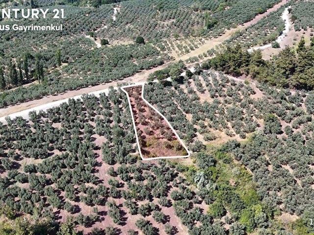 C21 Cius; Katırlı 999m² Yola Cephe Satılık Zeytinlik - Görsel 2