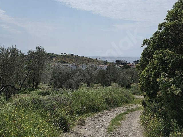 ÇANAKKALE AYVACIK BABAKALE DE ZEYTİNLİK - Görsel 26