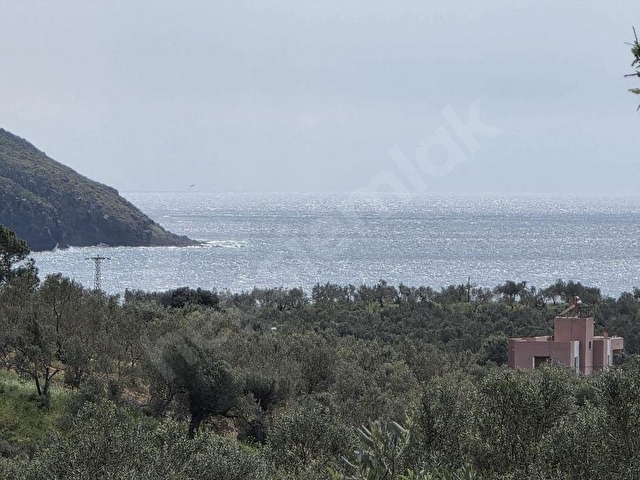 ÇANAKKALE AYVACIK BABAKALE DE ZEYTİNLİK - Görsel 19