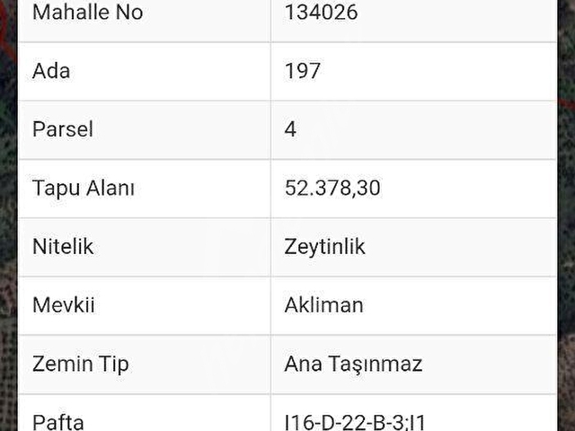 ÇANAKKALE AYVACIK BABAKALE DE ZEYTİNLİK - Görsel 30