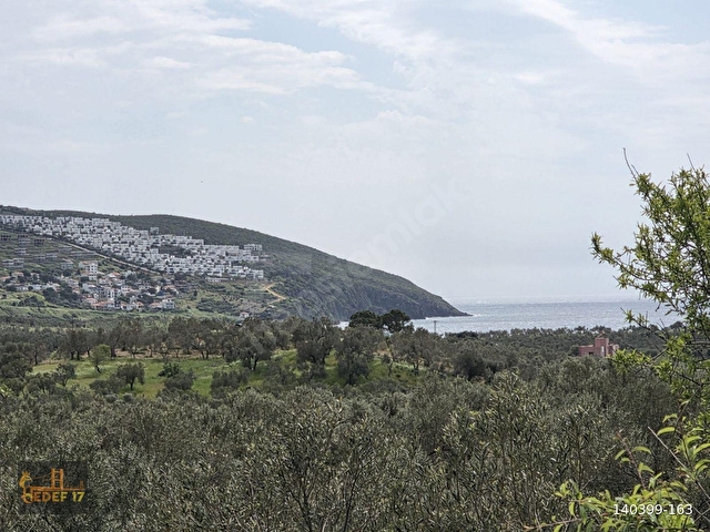 ÇANAKKALE AYVACIK BABAKALE DE ZEYTİNLİK