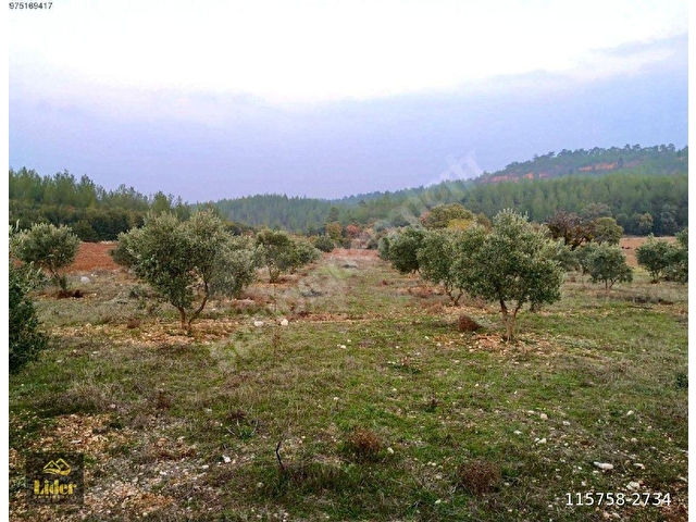 LİDERDEN Muğla Göktepede Satılık 2422m² Zeytinlik-Yolu Var - Görsel 8