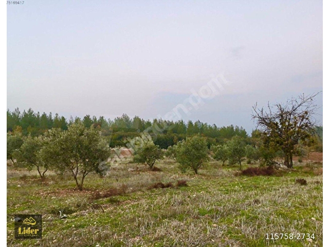 LİDERDEN Muğla Göktepede Satılık 2422m² Zeytinlik-Yolu Var - Görsel 11