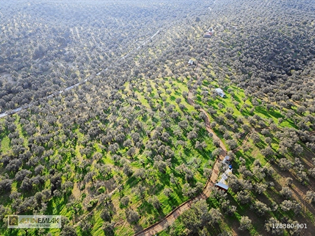 AYVALIK MUTLUKÖYDE SATILIK DENİZ MANZARALI 4655 M2 ZEYTİNLİK - Görsel 21