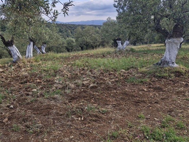 AYVALIK MUTLUKÖYDE SATILIK DENİZ MANZARALI 4655 M2 ZEYTİNLİK - Görsel 16