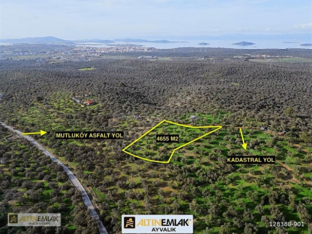 AYVALIK MUTLUKÖYDE SATILIK DENİZ MANZARALI 4655 M2 ZEYTİNLİK - Görsel 3
