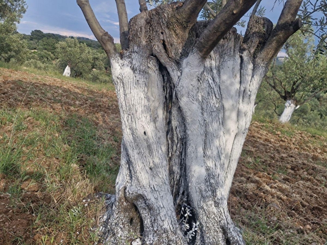 AYVALIK MUTLUKÖYDE SATILIK DENİZ MANZARALI 4655 M2 ZEYTİNLİK - Görsel 6