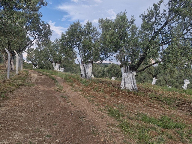 AYVALIK MUTLUKÖYDE SATILIK DENİZ MANZARALI 4655 M2 ZEYTİNLİK - Görsel 14