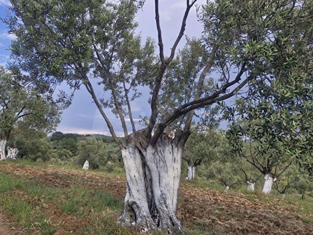 AYVALIK MUTLUKÖYDE SATILIK DENİZ MANZARALI 4655 M2 ZEYTİNLİK - Görsel 8