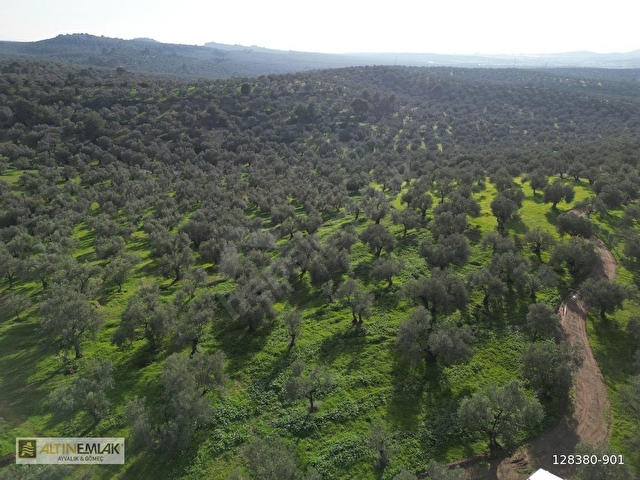 AYVALIK MUTLUKÖYDE SATILIK DENİZ MANZARALI 4655 M2 ZEYTİNLİK - Görsel 24