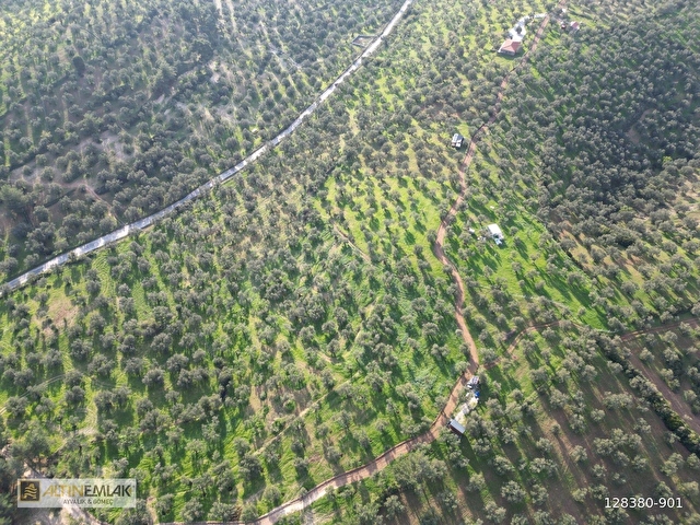 AYVALIK MUTLUKÖYDE SATILIK DENİZ MANZARALI 4655 M2 ZEYTİNLİK - Görsel 20