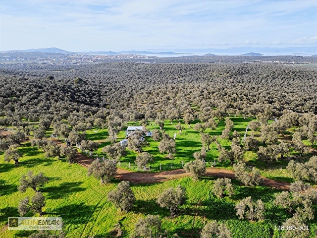 AYVALIK MUTLUKÖYDE SATILIK DENİZ MANZARALI 4655 M2 ZEYTİNLİK - Görsel 28