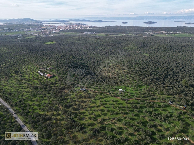 AYVALIK MUTLUKÖYDE SATILIK DENİZ MANZARALI 4655 M2 ZEYTİNLİK - Görsel 22