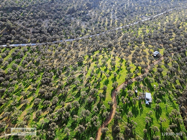 AYVALIK MUTLUKÖYDE SATILIK DENİZ MANZARALI 4655 M2 ZEYTİNLİK - Görsel 25
