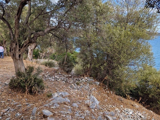 MİLAS KIYIKIŞLACIKDA DENİZE SIFIR 3752 M2 ZEYTİNLİK MKD EMLAK - Görsel 10