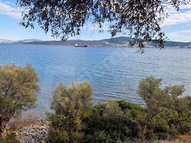 MİLAS KIYIKIŞLACIKDA DENİZE SIFIR 3752 M2 ZEYTİNLİK MKD EMLAK