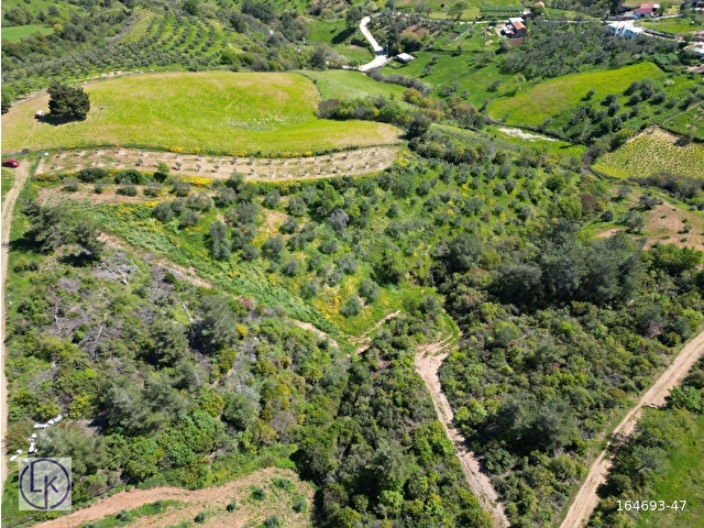 ÇANAKKALE MERKEZ ELMACIK KÖYÜ ZEYTİNLİK - Görsel 17