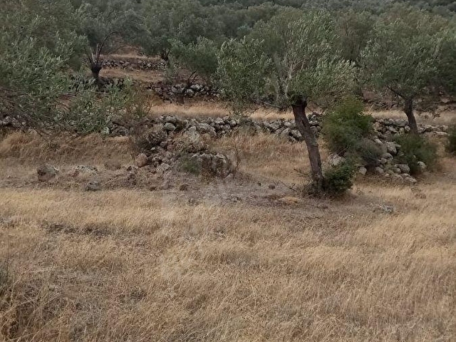 Dikili Merdivenlide Deniz Manzaralı Satılık Zeytinli Tarla - Görsel 18