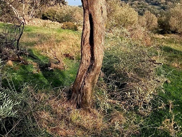 Dikili Merdivenlide Deniz Manzaralı Satılık Zeytinli Tarla