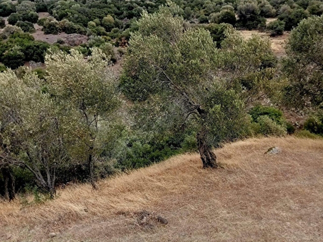 Dikili Merdivenlide Deniz Manzaralı Satılık Zeytinli Tarla - Görsel 20