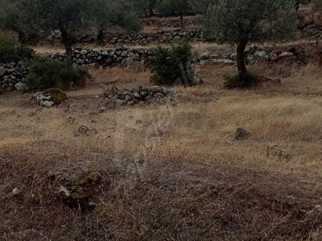 Dikili Merdivenlide Deniz Manzaralı Satılık Zeytinli Tarla - Görsel 21