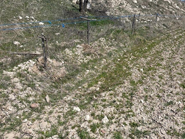 TEK TAPU ACİL satılık 53 adet ASMA ağacı olan TARLA - Görsel 5