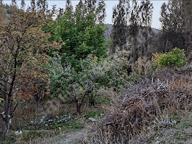 Başarakavakta Dere Kenarı 1120m2 Satılık Meyve Bahçesi - Görsel 30