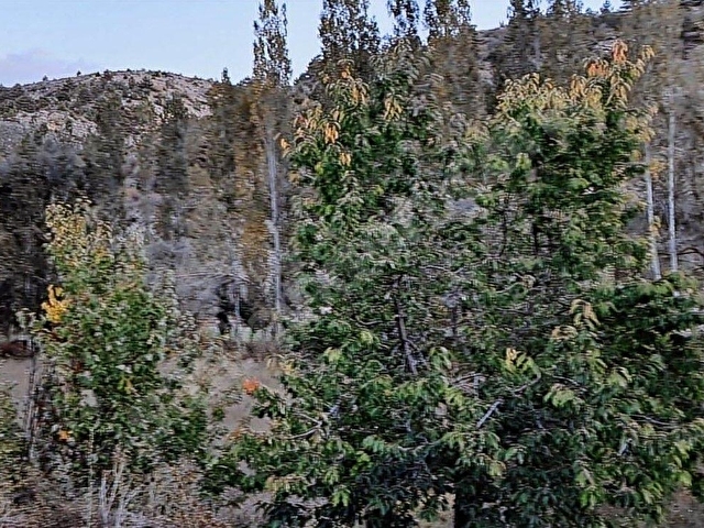 Başarakavakta Dere Kenarı 1120m2 Satılık Meyve Bahçesi - Görsel 21
