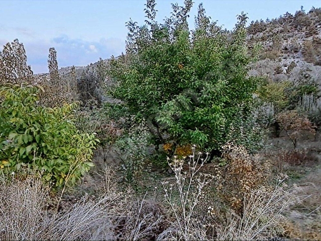 Başarakavakta Dere Kenarı 1120m2 Satılık Meyve Bahçesi - Görsel 24