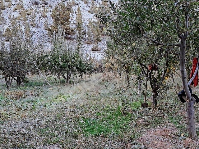 Başarakavakta Dere Kenarı 1120m2 Satılık Meyve Bahçesi - Görsel 12