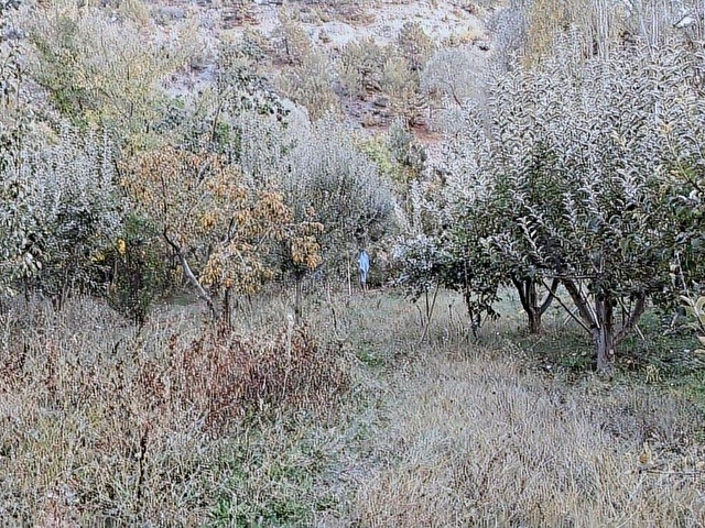 Başarakavakta Dere Kenarı 1120m2 Satılık Meyve Bahçesi - Görsel 5