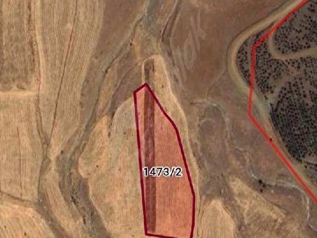 KARACASU FERHUŞ MAHALLESİN DE SATILIK 8 DÖNÜM TEK TAPULU TARLA - Görsel 2