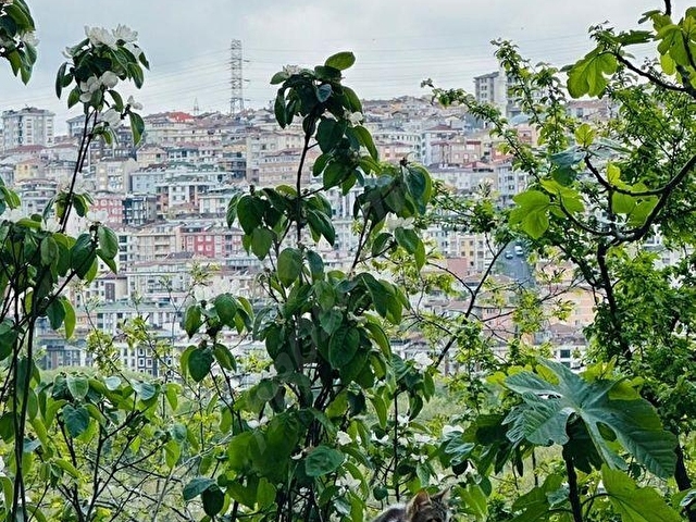Alibeyköyde Bekara Öğrenciye Toplu Ulaşıma Yakın,boyalı - Görsel 13
