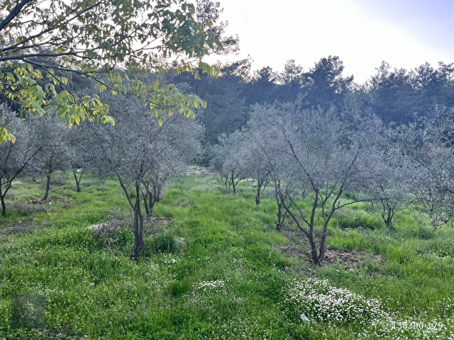 Acilll KAFACA MAH. SATILIK RESMİ YOLA SIFIR ( 0 ) 2.820 M2 TARLA - Görsel 15