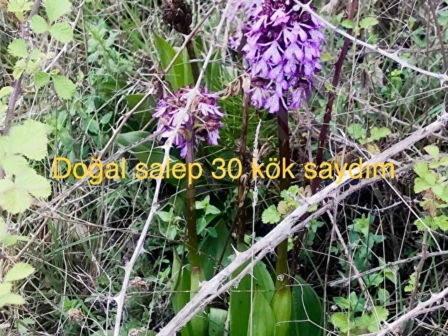 PAMUKKALEDE SATILIK 6.537 m2 SAKLI CENNET BAHÇESİ - Görsel 26