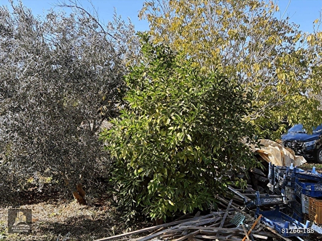ÇAMKÖYDE MUSTAKİL EVLİ BAHÇE - Görsel 12