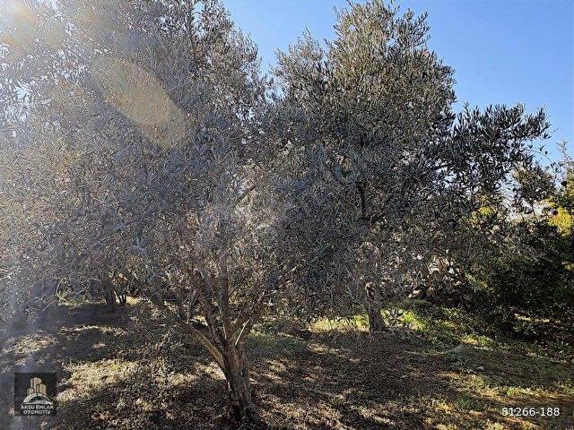 ÇAMKÖYDE MUSTAKİL EVLİ BAHÇE - Görsel 16