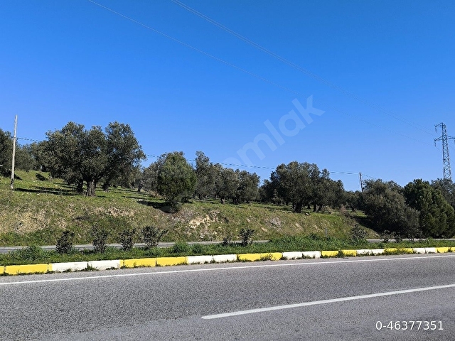 İzmir Çanakkale asfaltına Sıfır Zeytinlik - Görsel 4