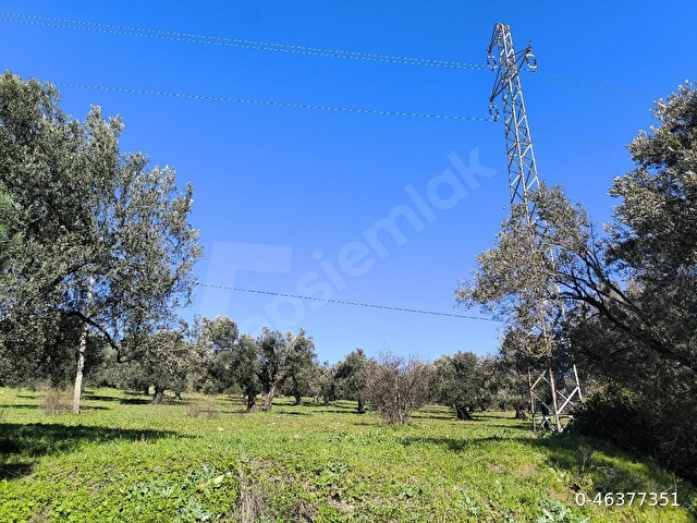 İzmir Çanakkale asfaltına Sıfır Zeytinlik - Görsel 10