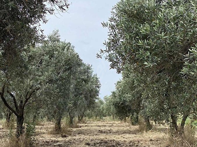 AKHİSARA 10 KM KAPAKLI KÖYÜNDE SATILIK ZEYTİNLİK HOBİ BAHÇESİ - Görsel 4
